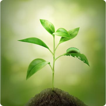 Planta verde representando educação e conscientização